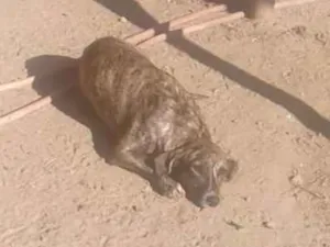 Cachorro raça Vira lata idade 1 ano nome Malhada