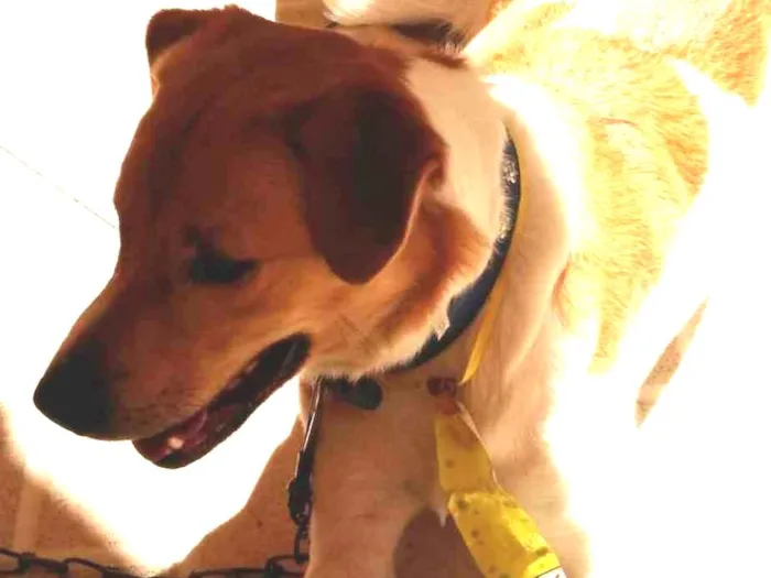 Cachorro ra a RND idade 1 ano nome Paçoca