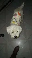 Teddy