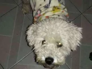 Cachorro raça Poodle  idade 2 anos nome Teddy