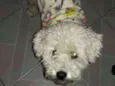 Teddy
