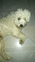 Teddy