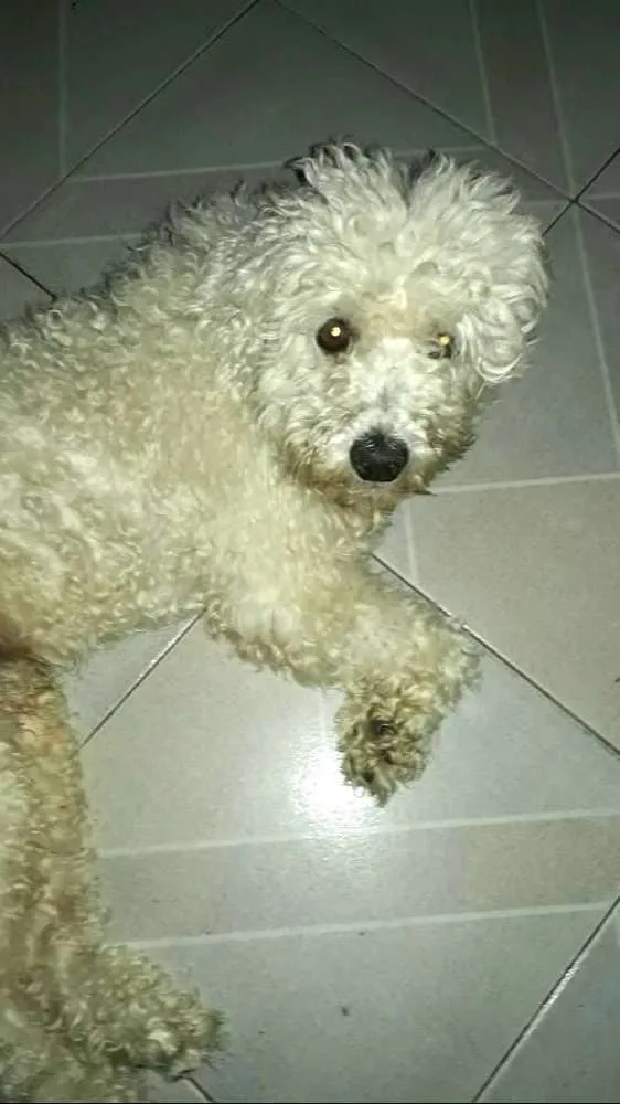 Cachorro ra a Poodle  idade 2 anos nome Teddy