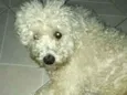 Teddy
