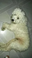 Teddy