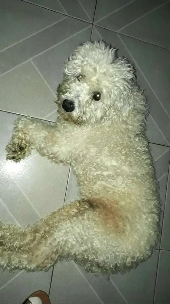 Cachorro ra a Poodle  idade 2 anos nome Teddy