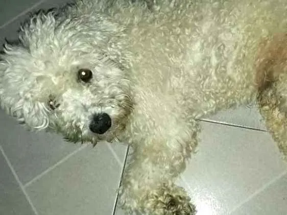 Cachorro ra a Poodle  idade 2 anos nome Teddy