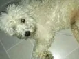 Teddy