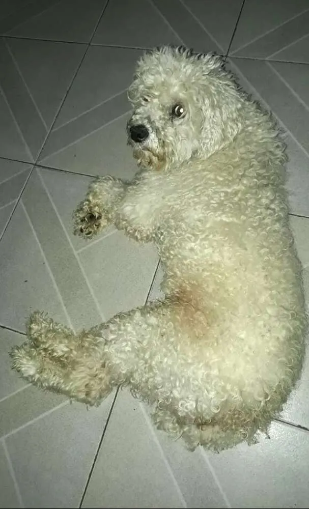 Cachorro ra a Poodle  idade 2 anos nome Teddy