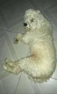 Teddy