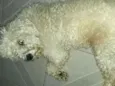 Teddy