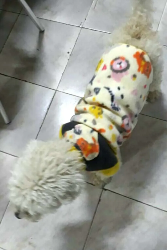 Cachorro ra a Poodle  idade 2 anos nome Teddy