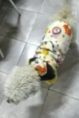 Teddy