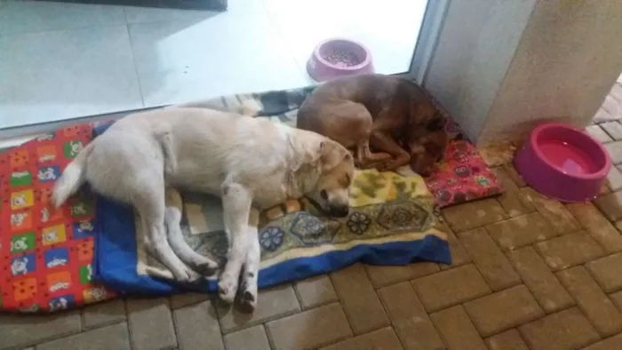 Cachorro ra a SRD idade 3 anos nome Toby e Mel
