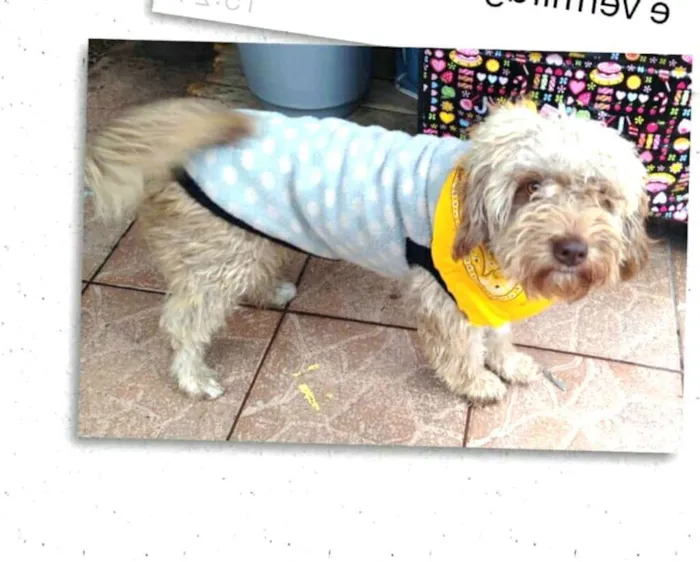 Cachorro ra a Poodle  idade 1 ano nome Pimpão 