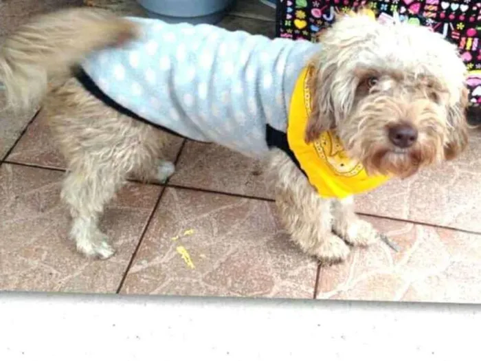 Cachorro ra a Poodle  idade 1 ano nome Pimpão 