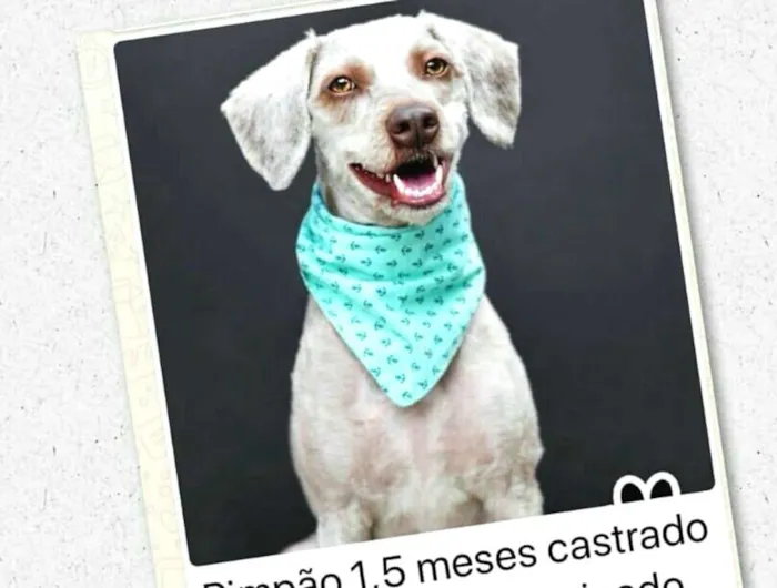 Cachorro ra a Poodle  idade 1 ano nome Pimpão 