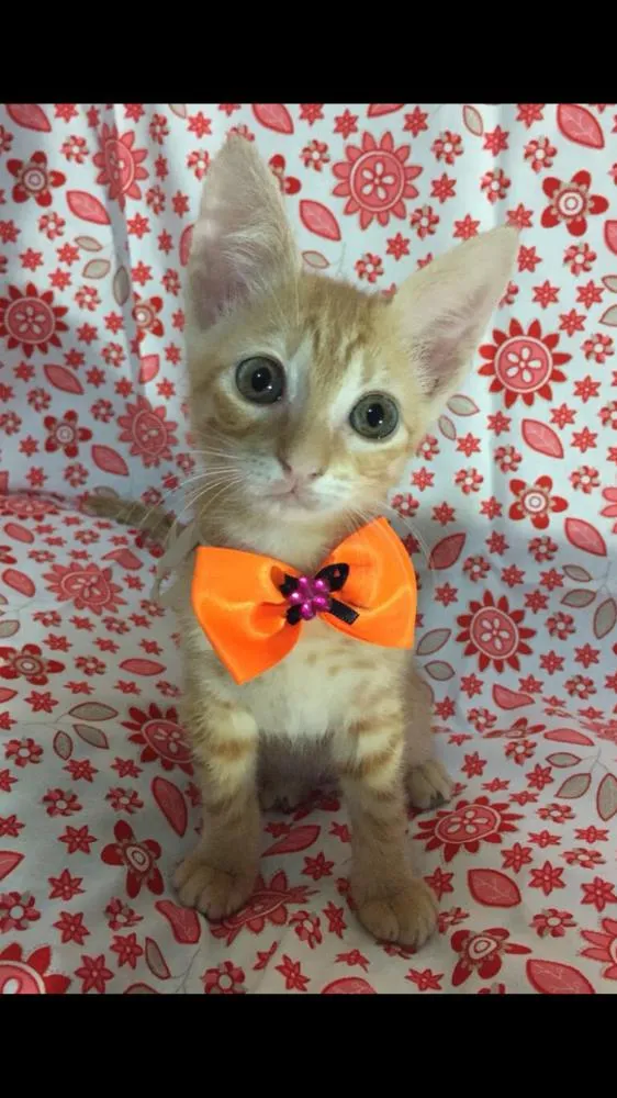 Gato ra a SRD idade Abaixo de 2 meses nome Sunny