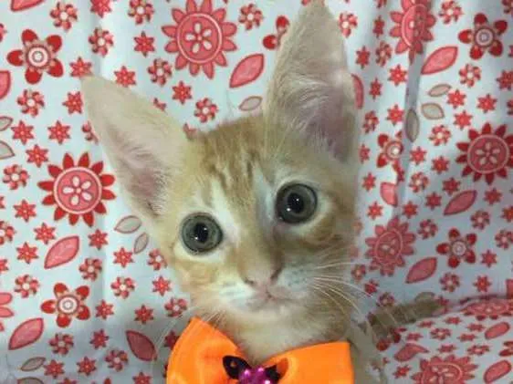 Gato ra a SRD idade Abaixo de 2 meses nome Sunny