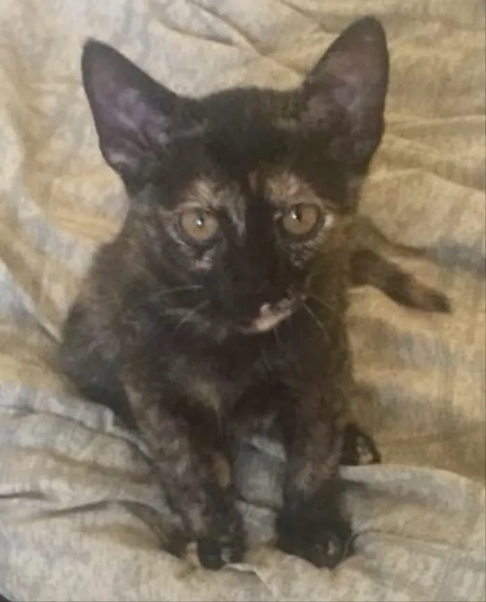 Gato ra a SRD  idade 2 a 6 meses nome Docinho e Ricate