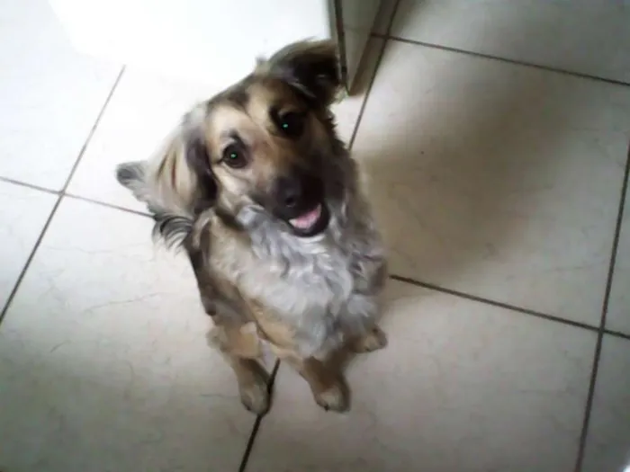 Cachorro ra a SRD idade 5 anos nome Princesa