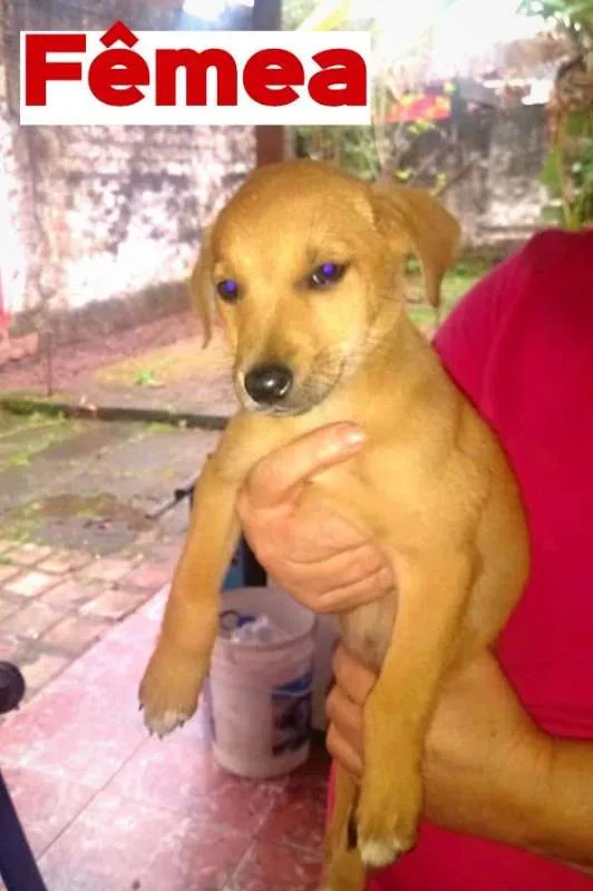Cachorro ra a sem raça definida idade Abaixo de 2 meses nome sem nome