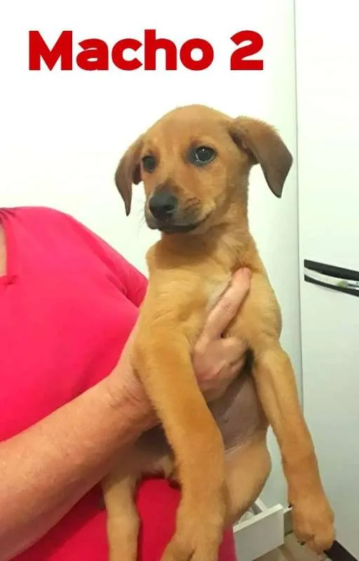 Cachorro ra a sem raça definida idade Abaixo de 2 meses nome sem nome
