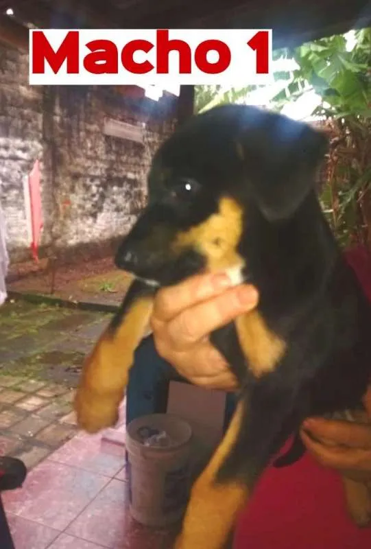 Cachorro ra a sem raça definida idade Abaixo de 2 meses nome sem nome