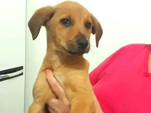 Cachorro ra a sem raça definida idade Abaixo de 2 meses nome sem nome