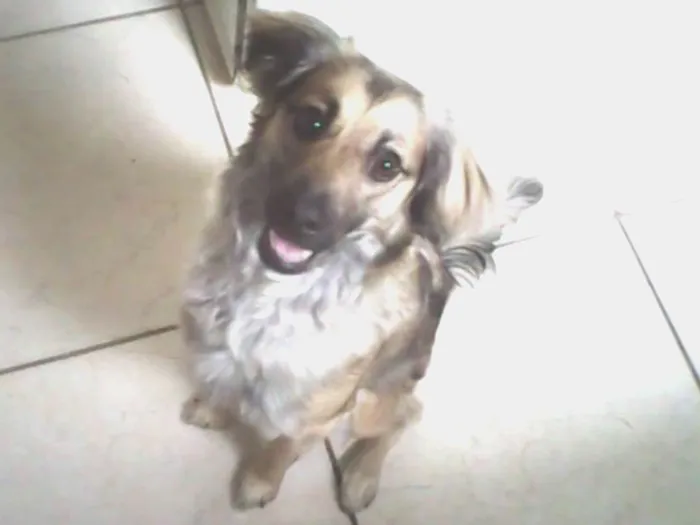 Cachorro ra a SRD idade 5 anos nome Princesa