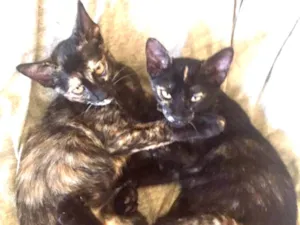 Gato raça SRD  idade 2 a 6 meses nome Docinho e Ricate