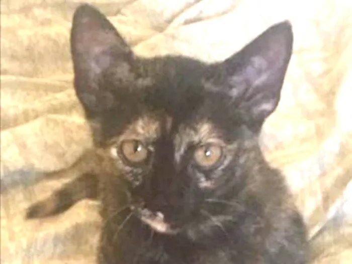 Gato ra a SRD  idade 2 a 6 meses nome Docinho e Ricate
