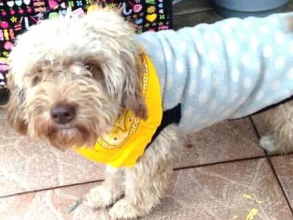 Cachorro ra a Poodle  idade 1 ano nome Pimpão 