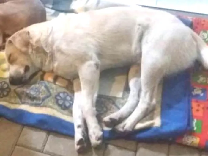 Cachorro ra a SRD idade 3 anos nome Toby e Mel