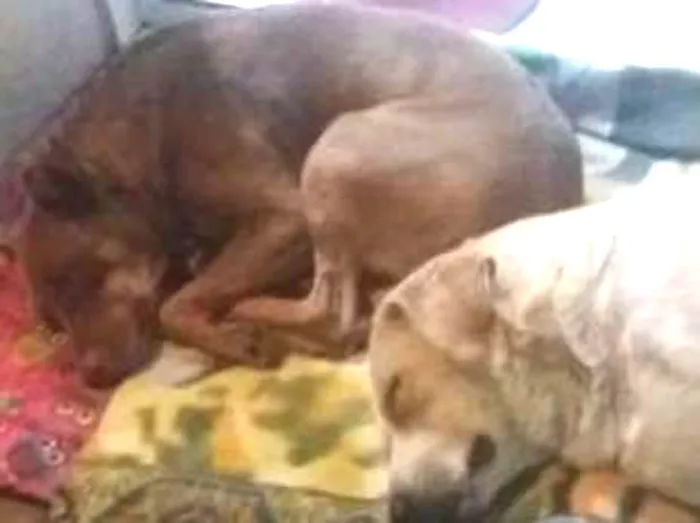 Cachorro ra a SRD idade 3 anos nome Toby e Mel