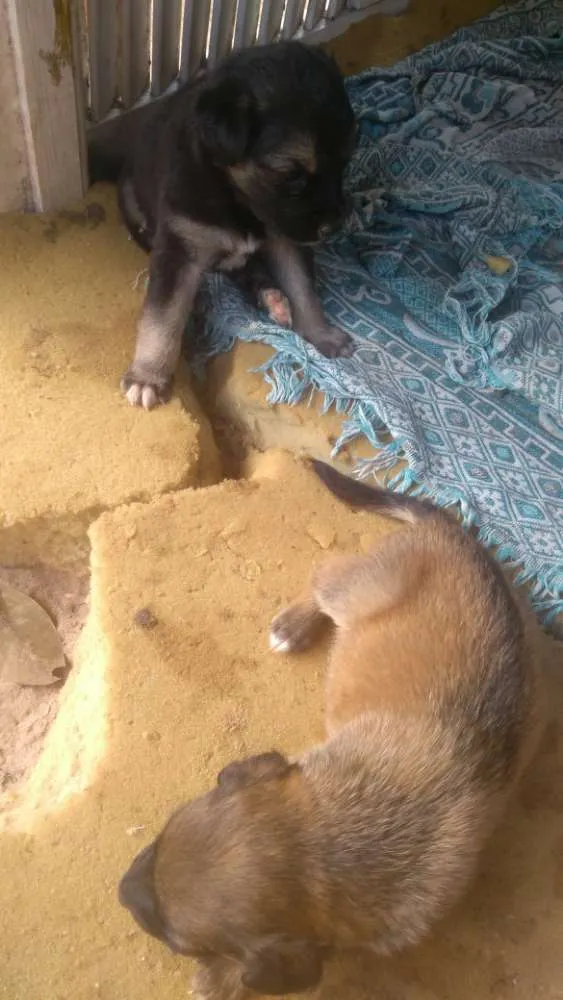 Cachorro raça Vira lata idade Abaixo de 2 meses nome Estão sem nomed