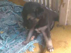 Cachorro raça Vira lata idade Abaixo de 2 meses nome Estão sem nomed