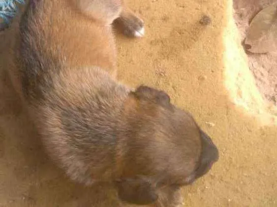 Cachorro raça Vira lata idade Abaixo de 2 meses nome Estão sem nomed