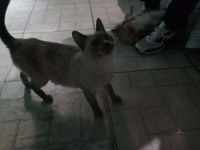 Gato ra a Siamês  idade 2 anos nome Nina