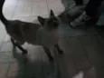 Nina