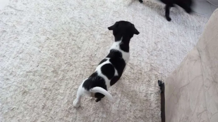 Cachorro ra a SRD idade Abaixo de 2 meses nome sem nome