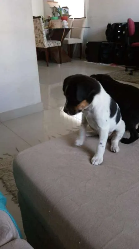 Cachorro ra a SRD idade Abaixo de 2 meses nome sem nome