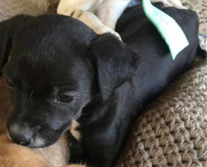 Cachorro ra a SRD idade Abaixo de 2 meses nome sem nome