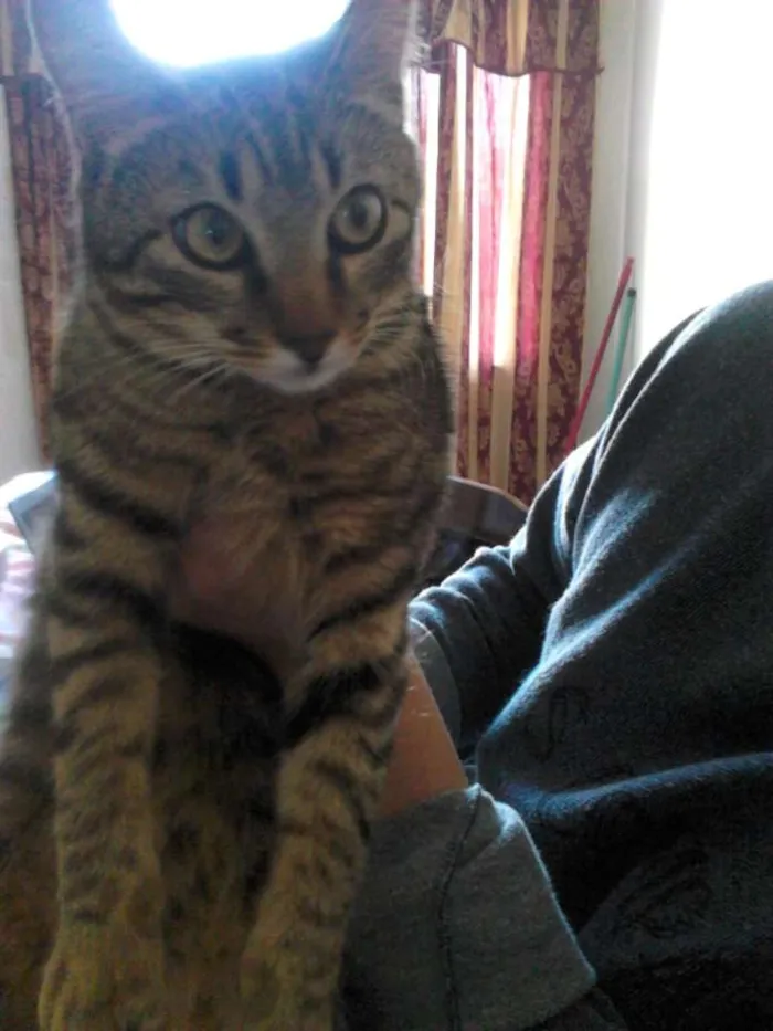 Gato ra a SRD idade 2 a 6 meses nome Pétala