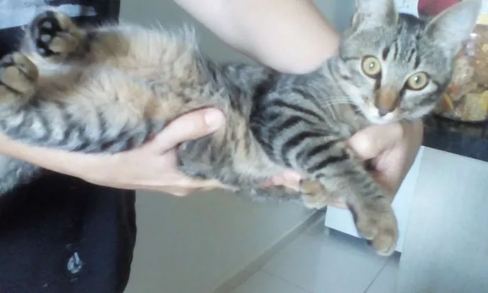 Gato ra a SRD idade 2 a 6 meses nome Pétala