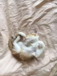 Cuxi