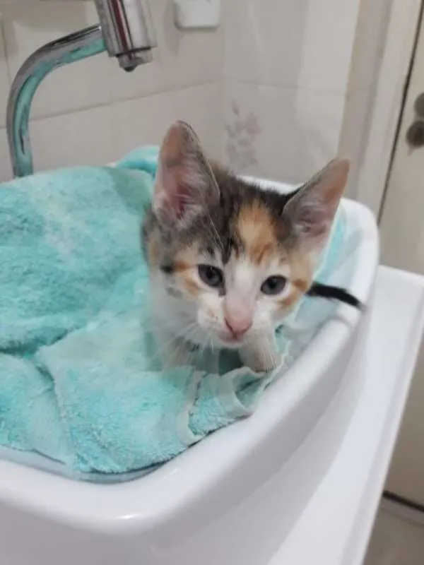 Gato ra a  idade Abaixo de 2 meses nome sofia sara salomé