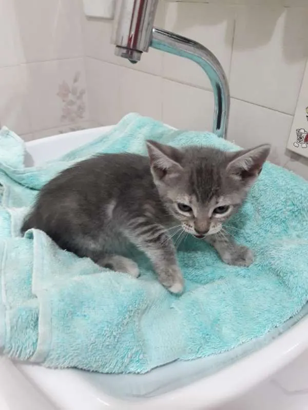 Gato ra a  idade Abaixo de 2 meses nome sofia sara salomé