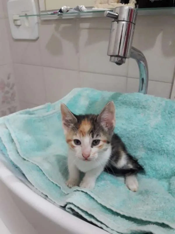 Gato ra a  idade Abaixo de 2 meses nome sofia sara salomé