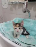 sofia sara salomé